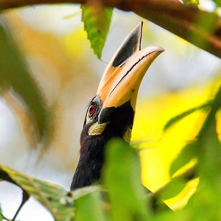 Villa Hutan Datai Datai Bay Ngoại thất bức ảnh